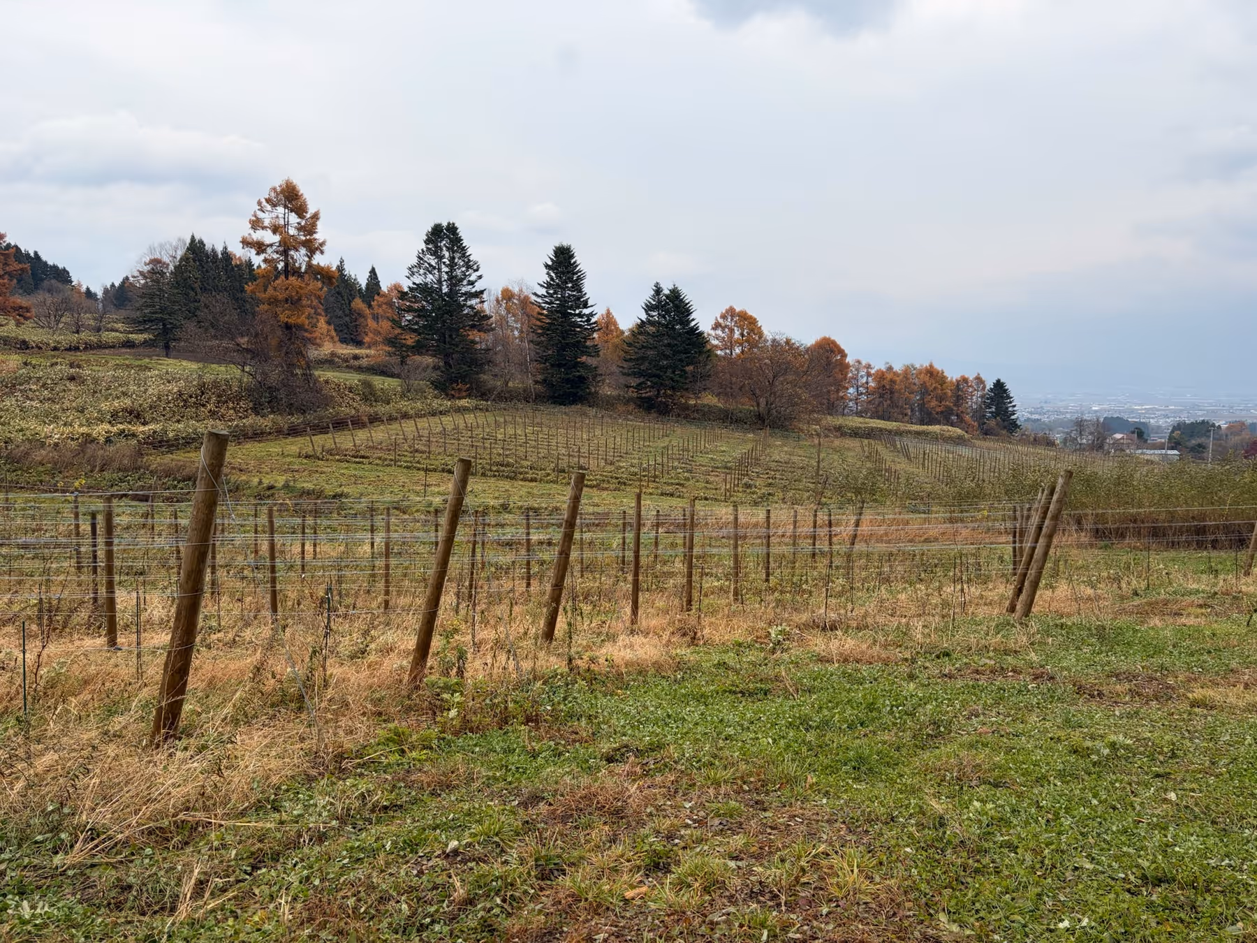 Torocco Winery winery