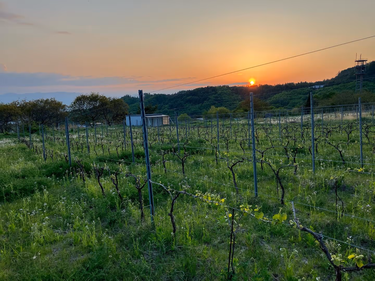 RO_Vineyard winery