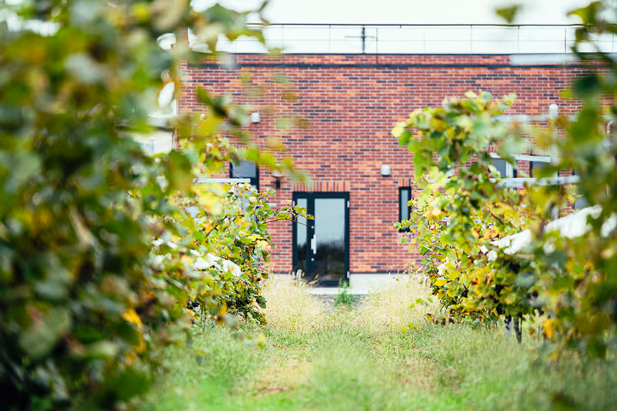 Chateau Kiri winery
