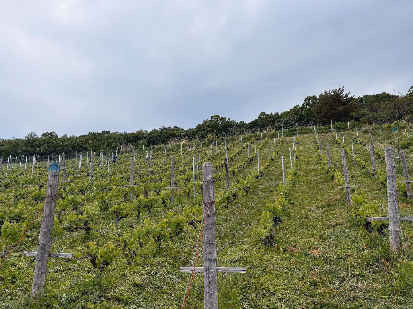 Domaine Nakajima winery
